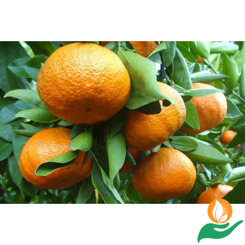 Mandarini tardivi